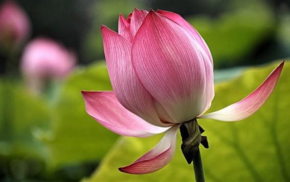 丽人绣花鞋