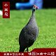 站在村头放眼世界