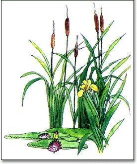 蒲草情