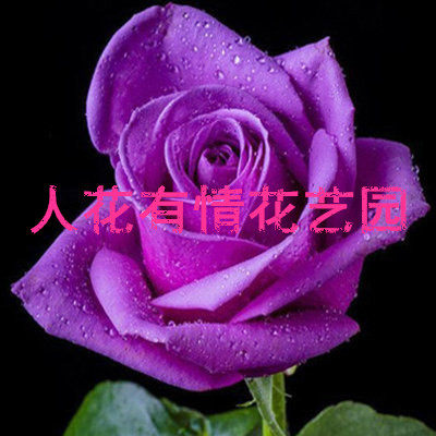 人花有情花艺园