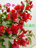 潮阳园艺的LOGO