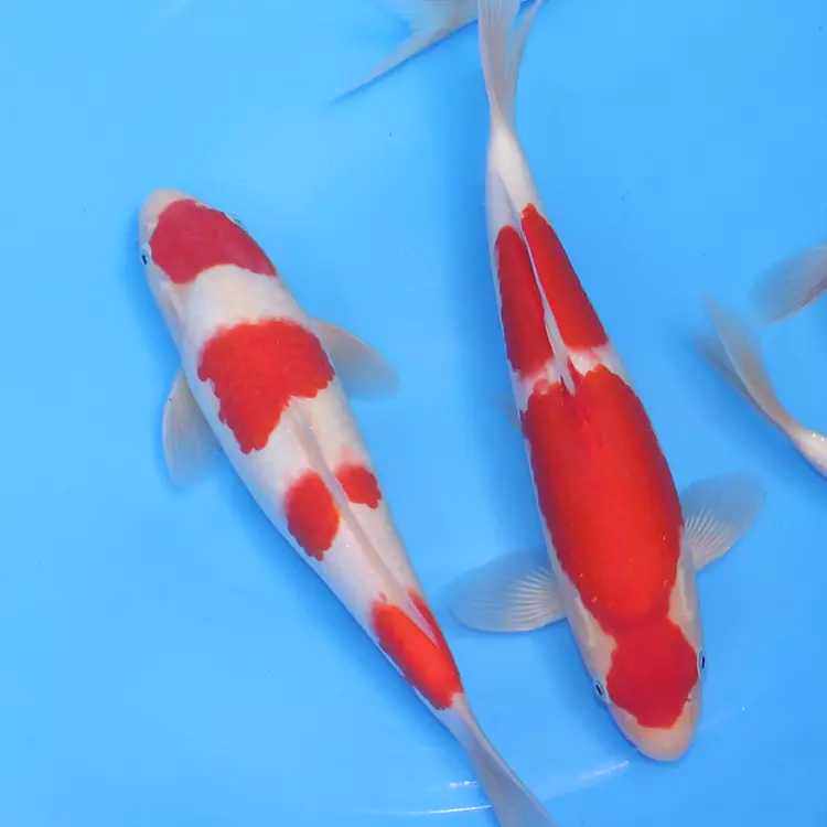 久逸观赏鱼