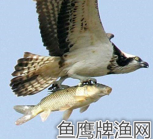 鱼鹰牌渔网商城