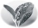 毛  坪  茶  业的LOGO
