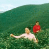 岱坪岩生态茶园的LOGO
