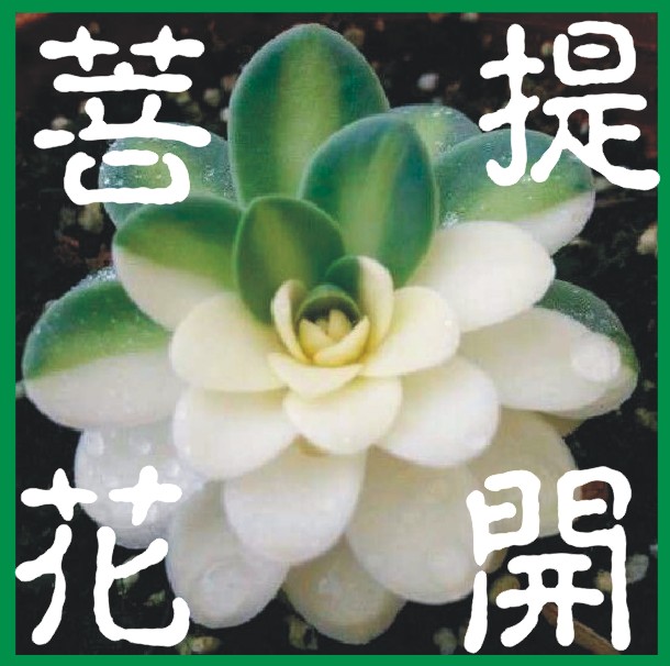 菩提花开园艺总店