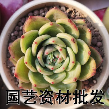 青丰园艺资材的LOGO