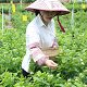 横县茉莉花茶批发店的LOGO