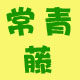常青藤内衣