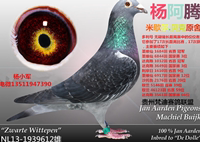 贵州梵迪赛鸽联盟