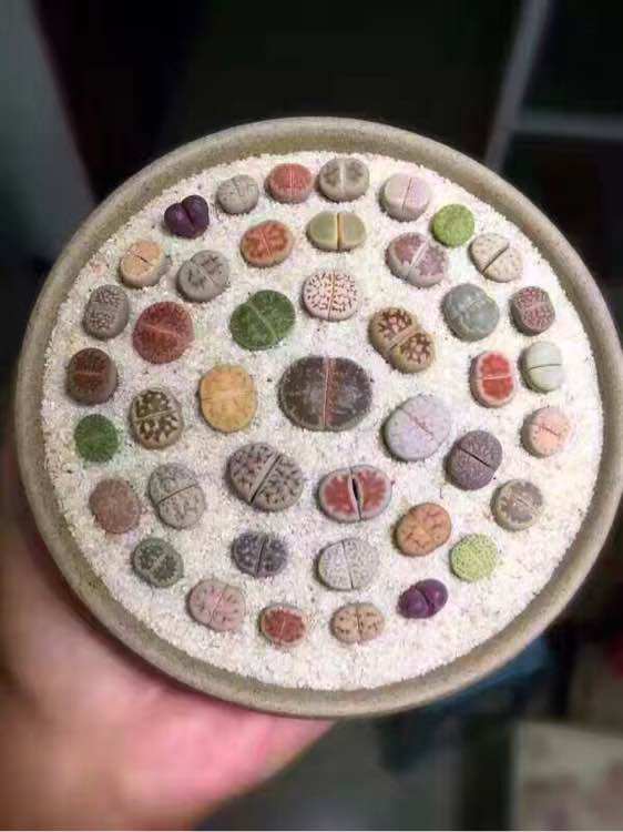 小薛家园艺 星星土