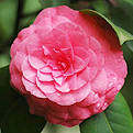 沫兮花卉园艺