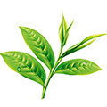平湖春茶特卖商城的LOGO