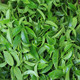 福临香坊茗茶的LOGO