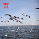 江门市百鸥来实业有限公司