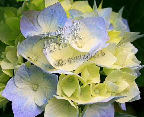 婵之韵装饰植物折扣馆的LOGO