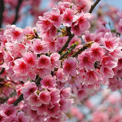 龙腾花木山庄