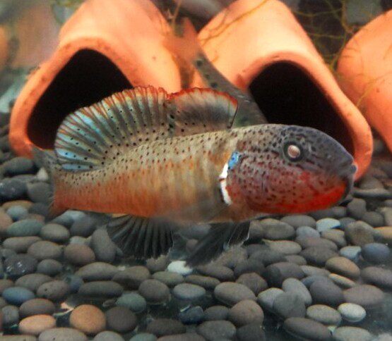 夏日水族工作室