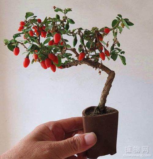 本草集园艺
