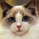 猫乐福的LOGO