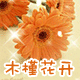 木槿花开正品韩妆