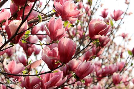 花花装饰
