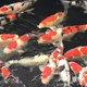 御池水族的LOGO