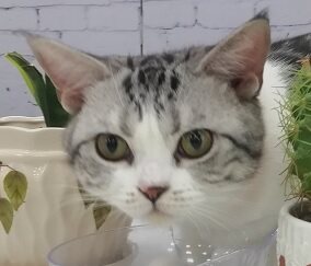 喵狗当家