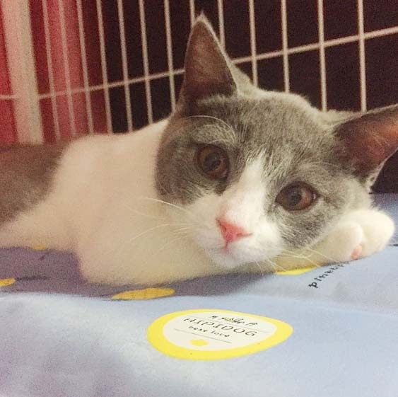 猫有刺