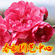 春歌园艺中心的LOGO