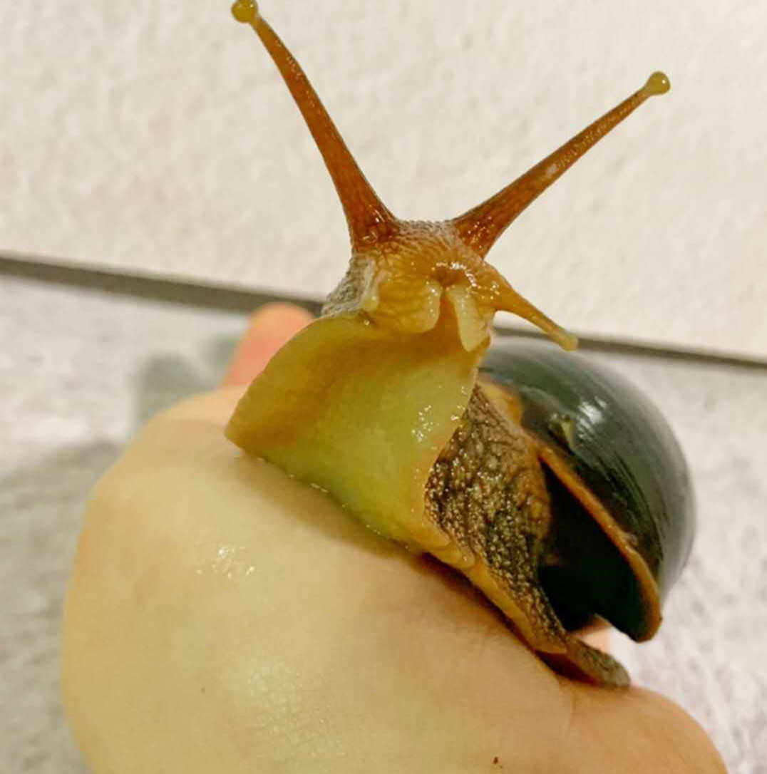 蜗牛基地