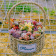 QH多肉馆