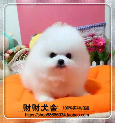 爱宠物用品小店的LOGO