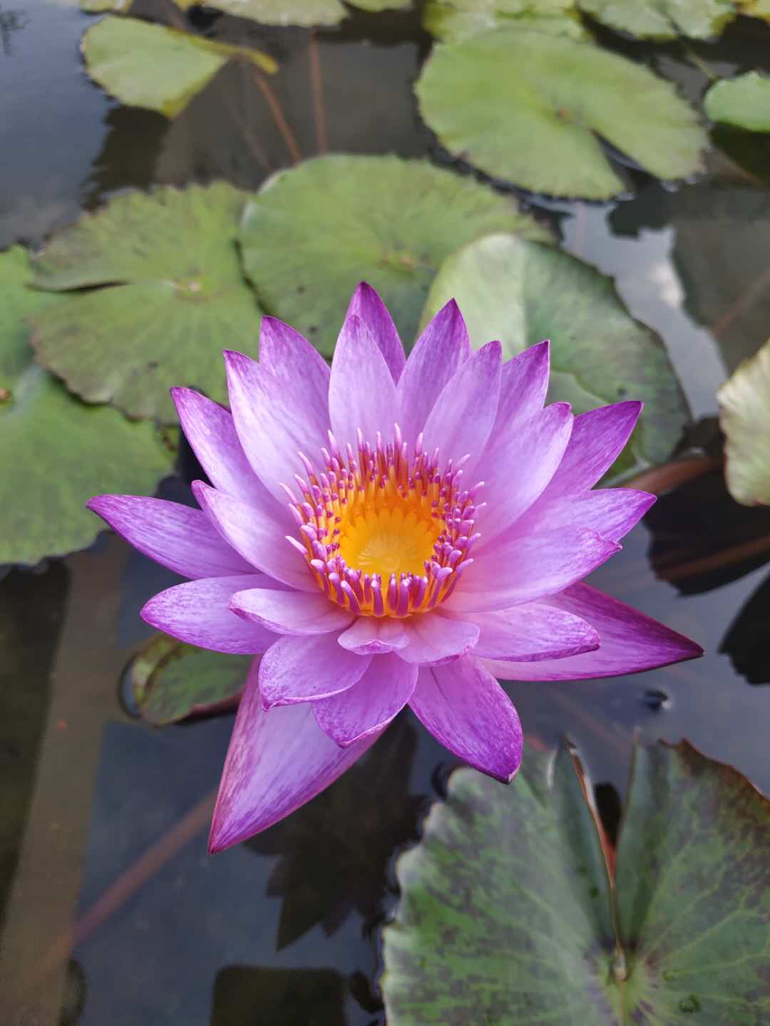 莲子手工坊