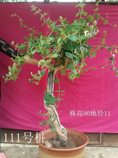 金银花品牌店