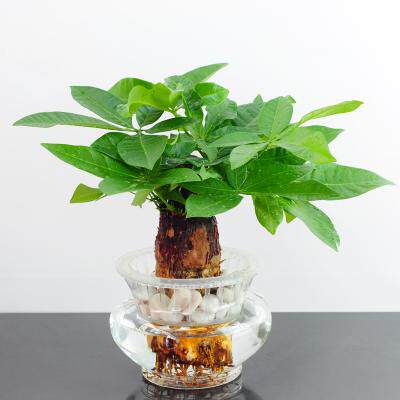 江苏艺萱种业