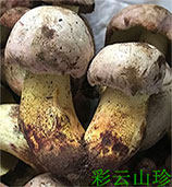 彩云山珍