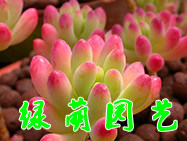 绿萌园艺公司