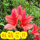 杜鹃花开 春满园的LOGO
