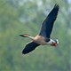 鸿雁软件科技