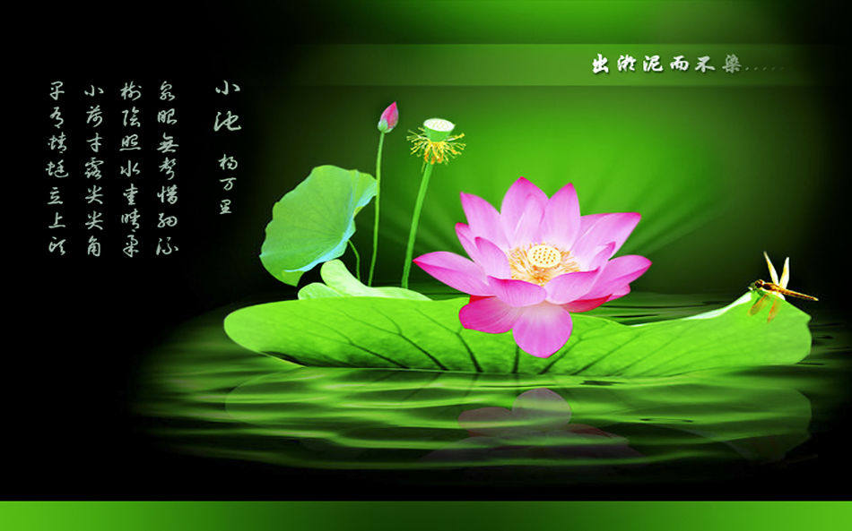 小鱼儿鱼苗养殖批发