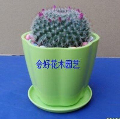 会好花木园艺