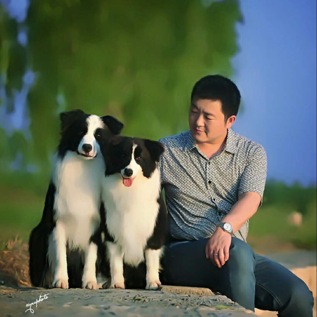 金牧阳光犬舍