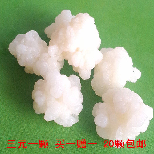 燕子养菌坊