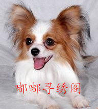 糖糖寻绣阁