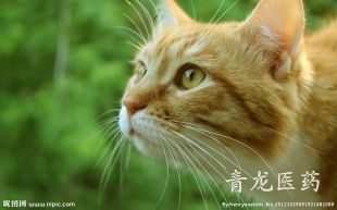 青龙医药保健堂的LOGO
