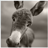 李家正宗保店驴肉老店的LOGO