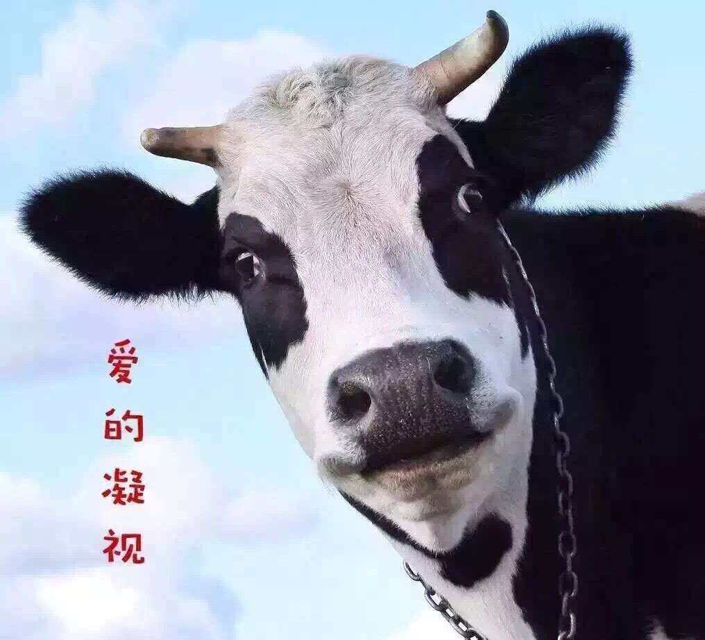 小确幸纽澳代购站的LOGO