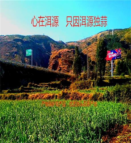 蒜中贵族的LOGO