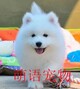 萌语宠物食品店的LOGO